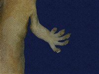 鉛山壁虎藏品圖，第9張